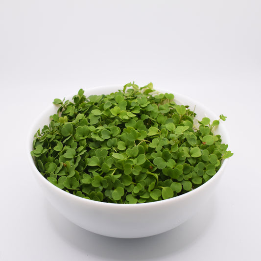 Arugula Microgreens