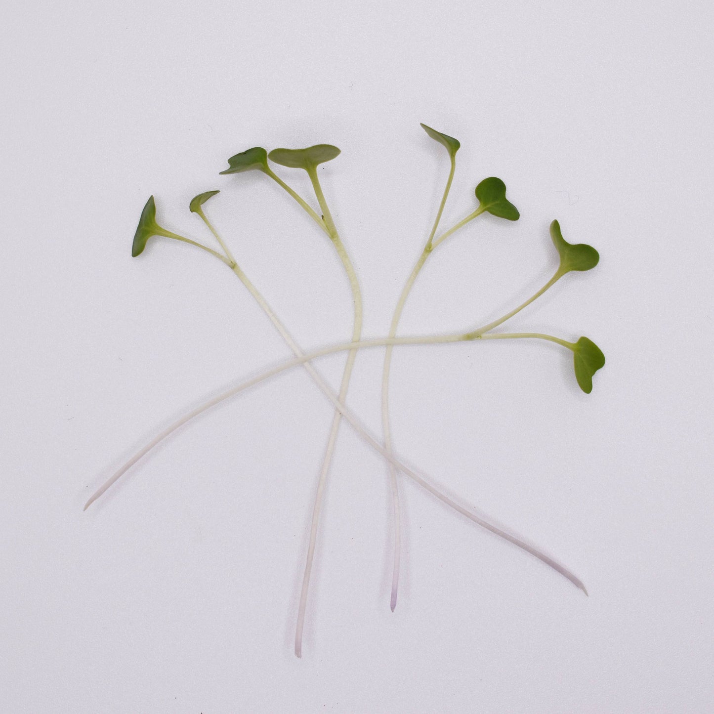 Broccoli Microgreens