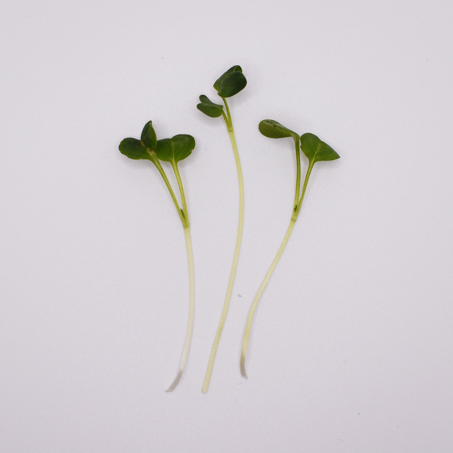 Daikon Radish Microgreens