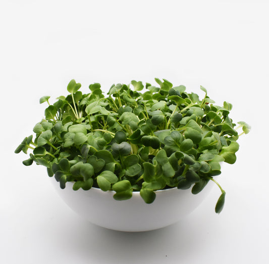 Daikon Radish Microgreens