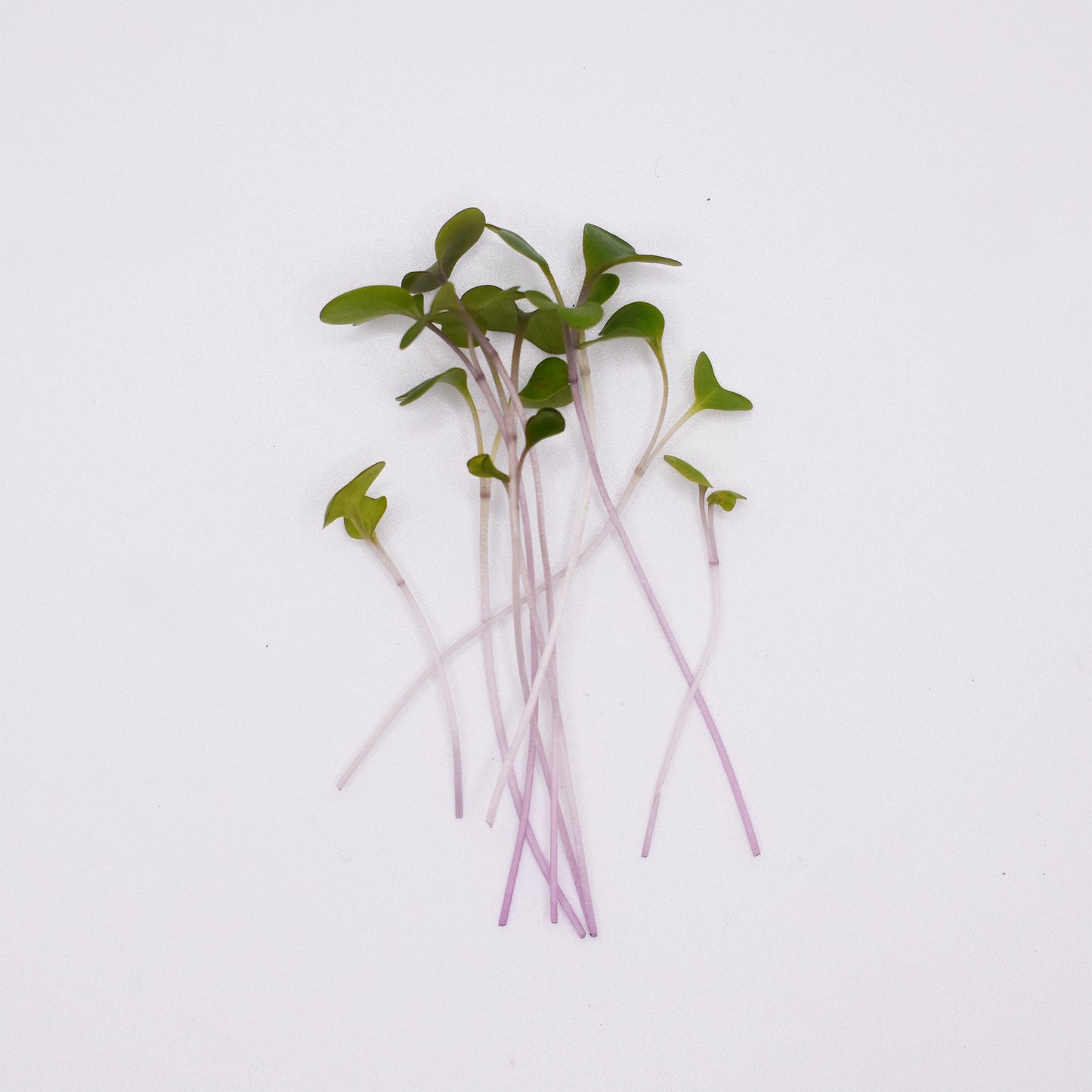 Kohlrabi Microgreens