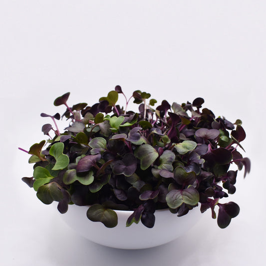 Purple Radish Microgreens