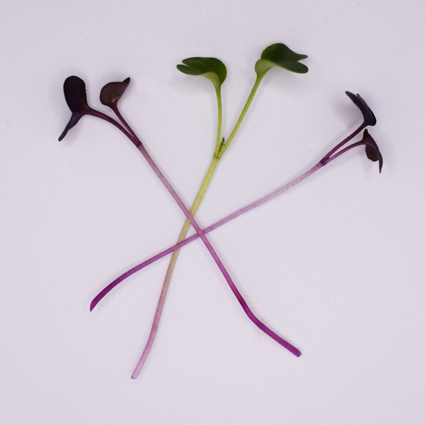 Purple Radish Microgreens